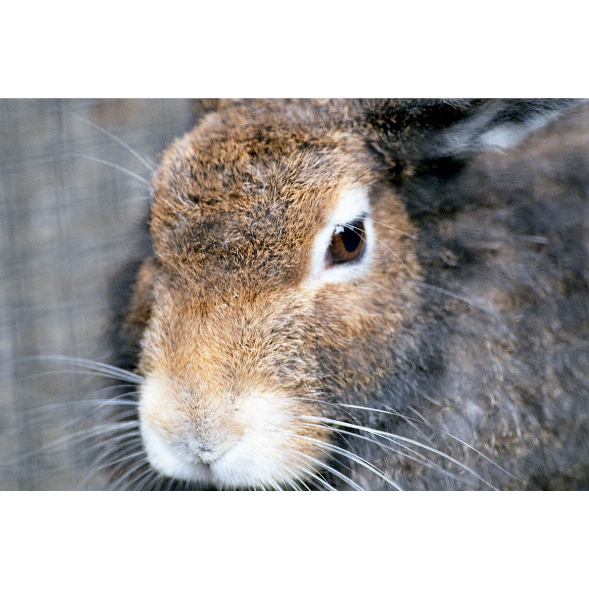 Hase in der Wildnis