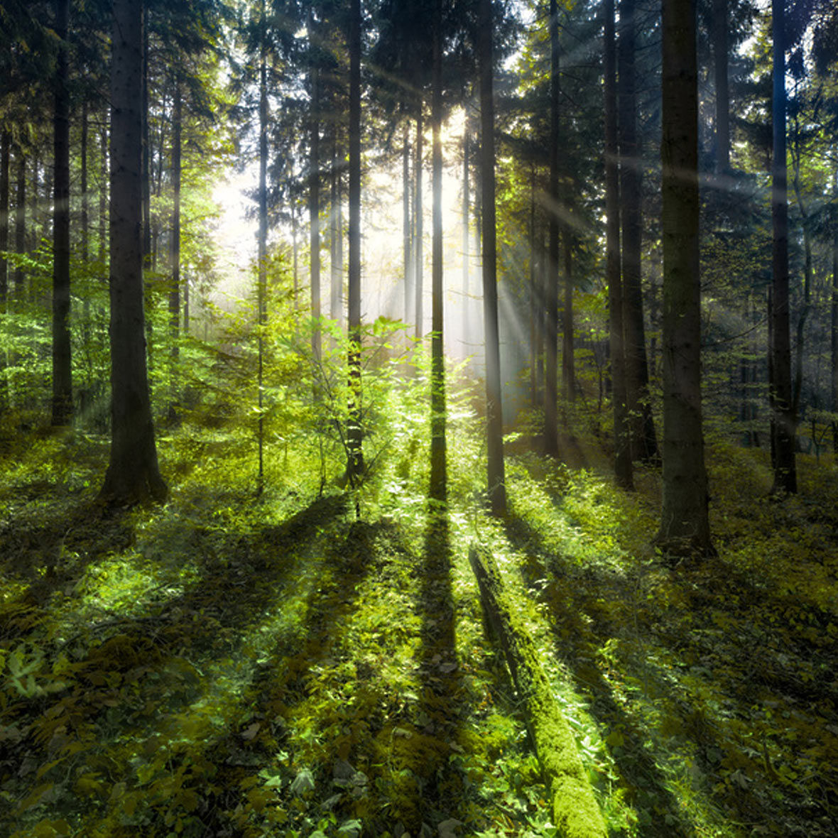 Wald