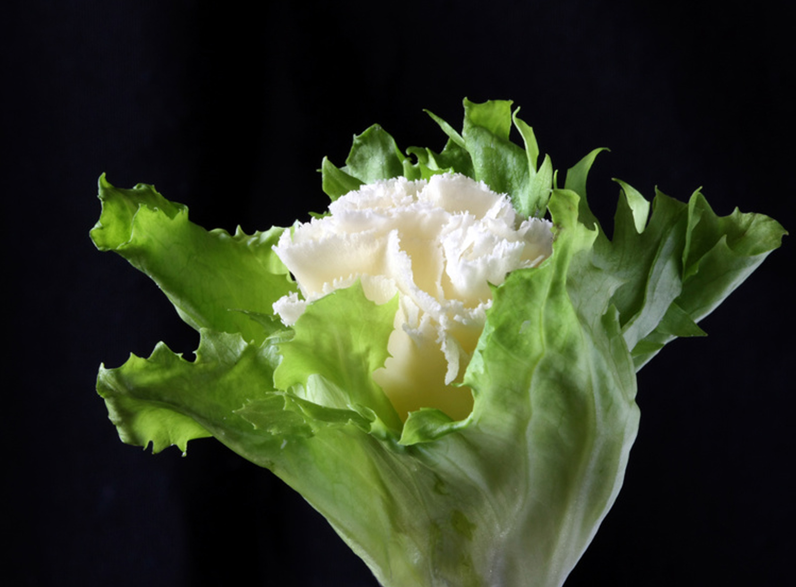Tete de Moine Rosette