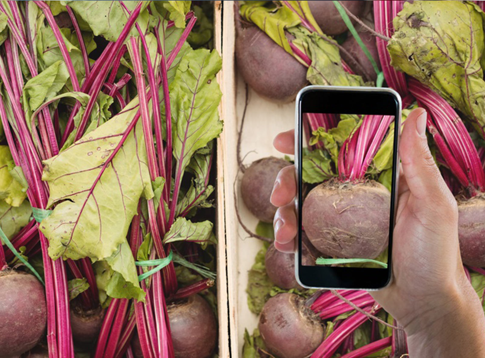 Digital Food mit Gemüseapp online bestellen
