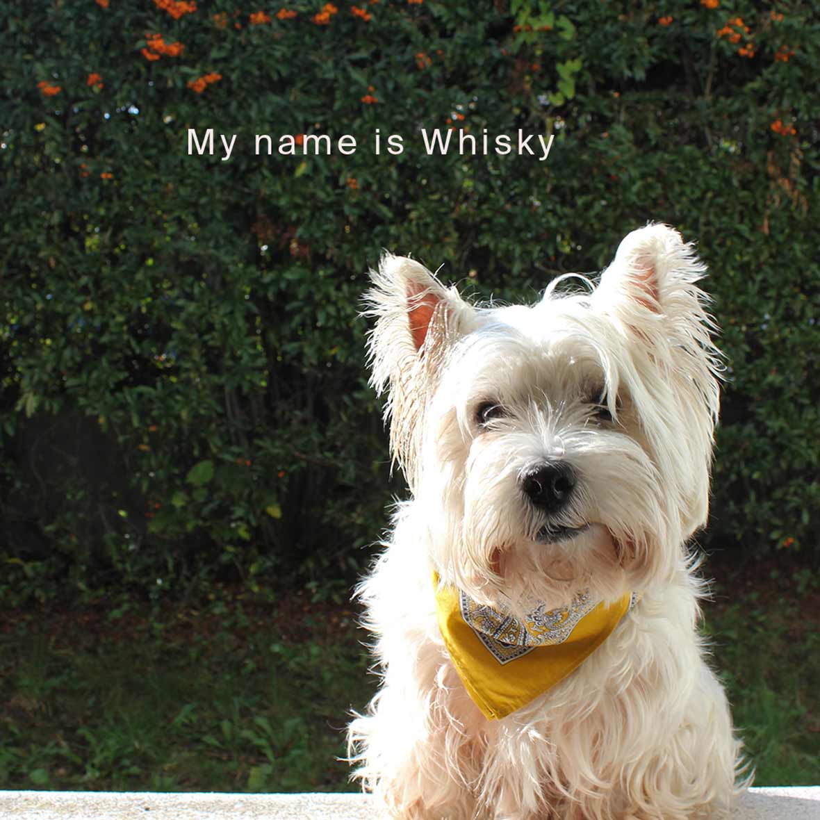 Glarner Tüechli Edelweiss – 50 × 50 cm west highland white terrier
