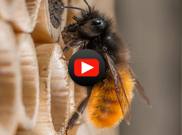 Wildbienen