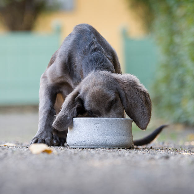 Handgemachter Napf für Haustiere napf hund mood laboni image1