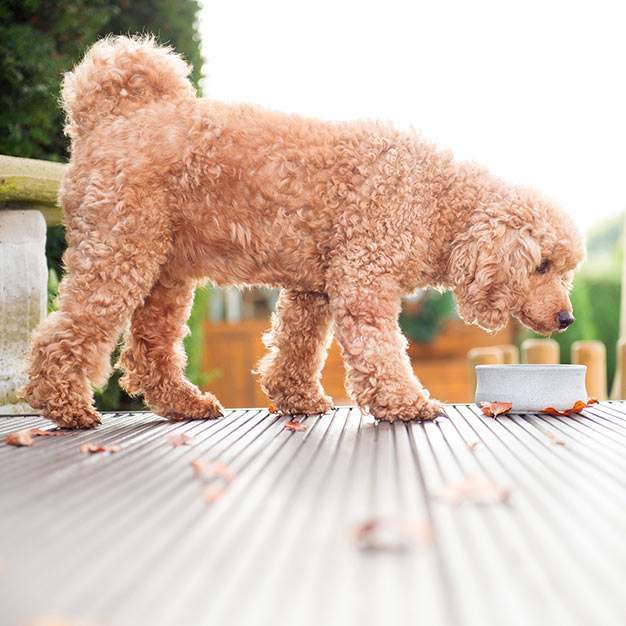 Handgemachter Napf für Haustiere napf hund laboni image1