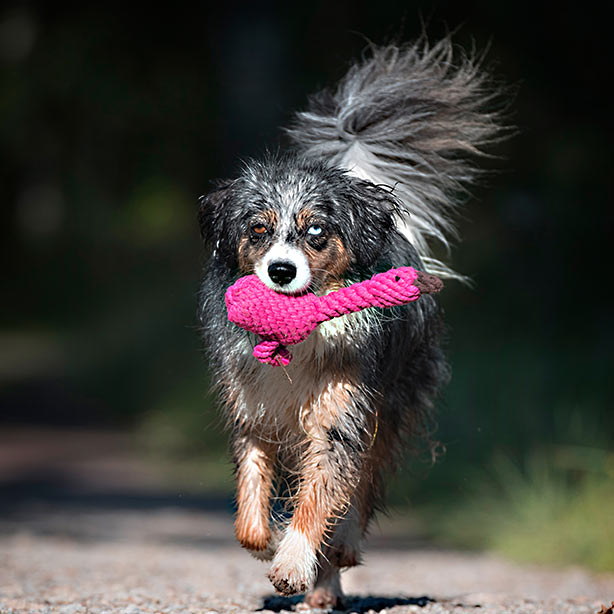 Handgeknüpftes Hundespielzeug franzi flamingo pink laboni