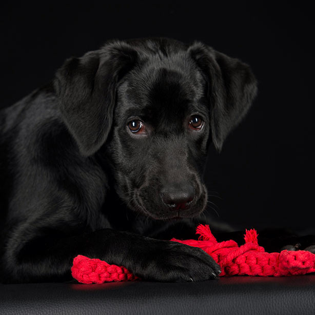 Handgeknüpftes Hundespielzeug hugo hummer hund junor laboni