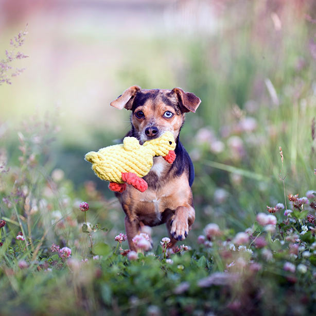 Handgeknüpftes Hundespielzeug palim palim ente fliegender hund laboni