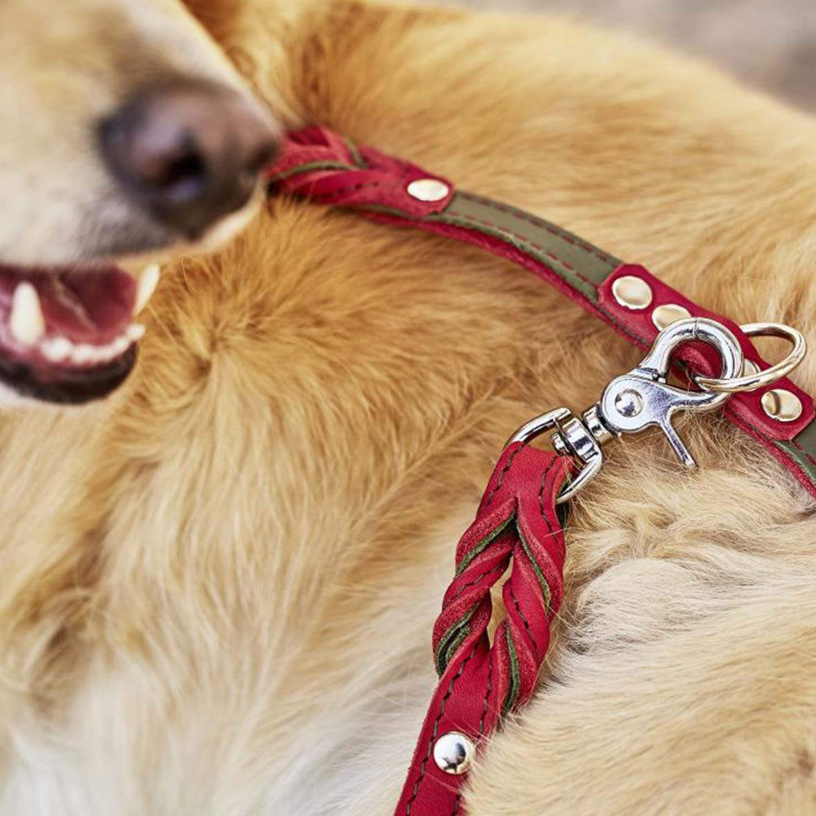 Hundeleine und Halsband Edelweiss hundehalsband edelweiss laboni