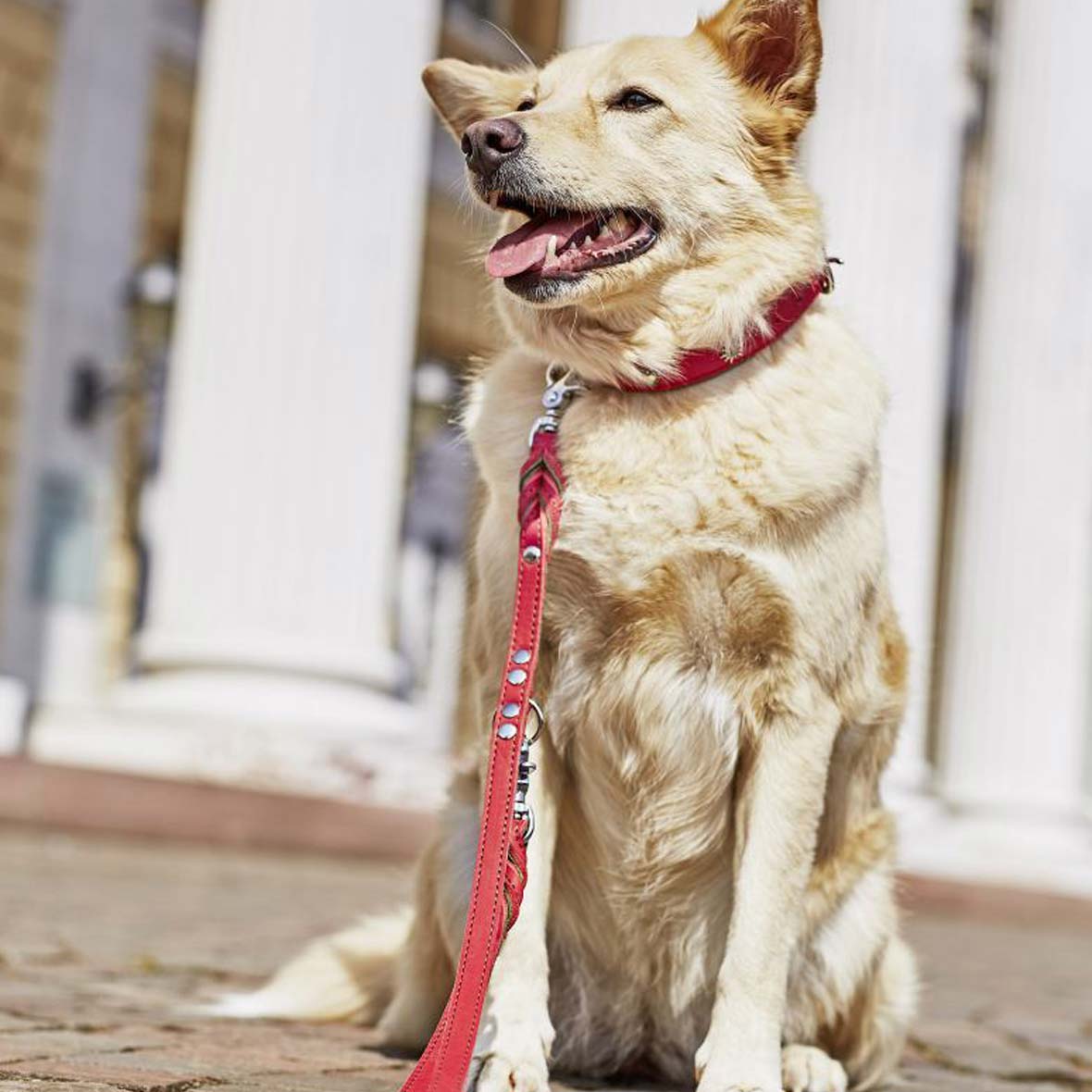 Hundeleine und Halsband Edelweiss hundeleine edelweiss hund laboni