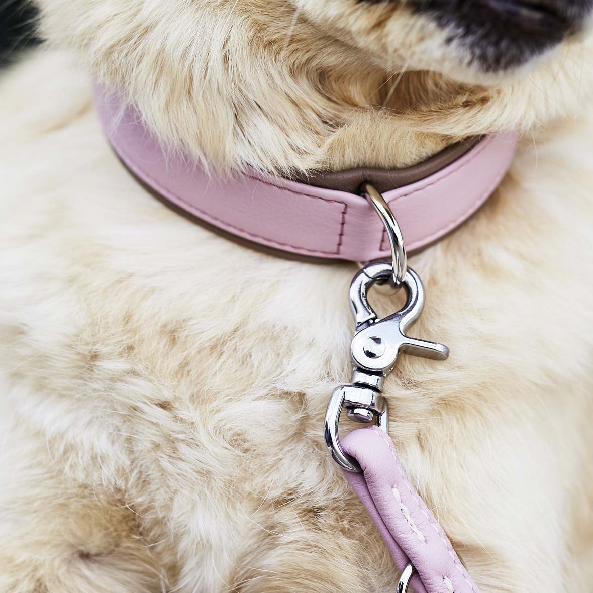Hundeleine und Halsband Amici hundeleine halsband rose amici laboni