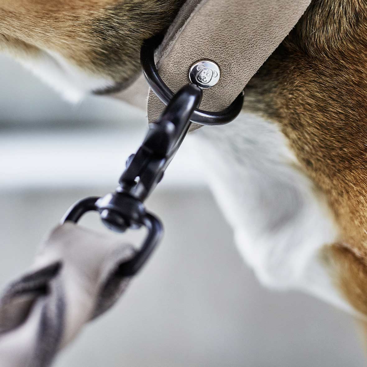 Hundeleine und Halsband Giro hundehalsband leine ausschnitt laboni