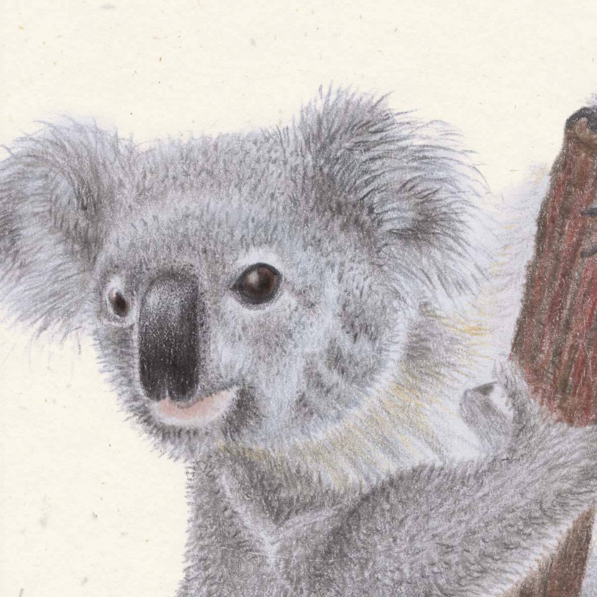 Poster „Knuddliger Koalabär“ teddy koala baer poster detail janine pfister