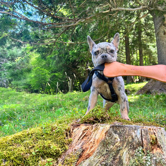 jaund leder hundekonochen jaund leder hundekonochen